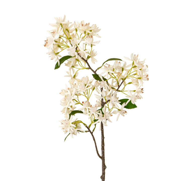 Star Magnolia Branch