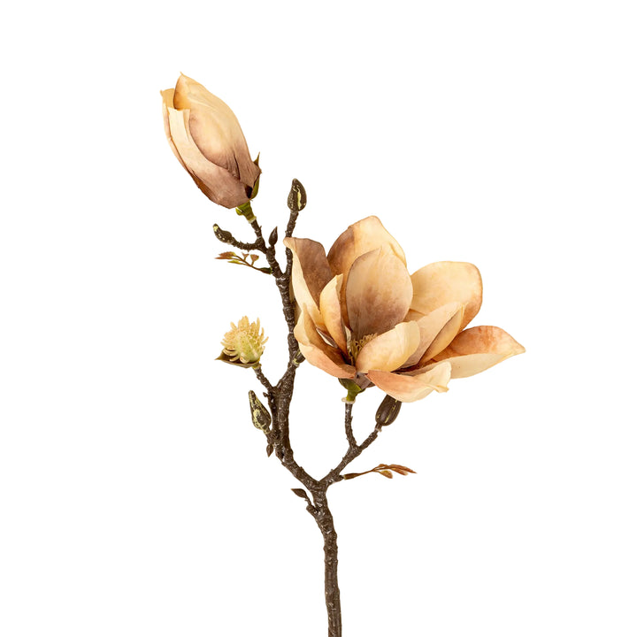Magnolia Branch